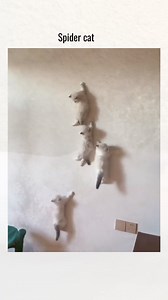 19K views · 328 reactions | dance instructor | Ray vines | Facebook