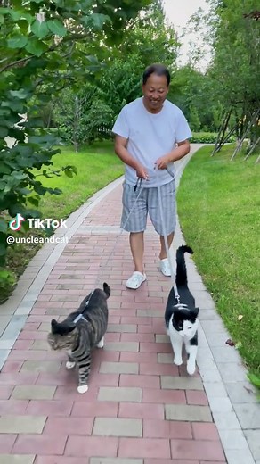 A walk after dinner.#tk #foryou #fyp #cat