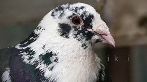 Beautiful Fabry Pigeons - golebiefabry | Pigeon Kuif
