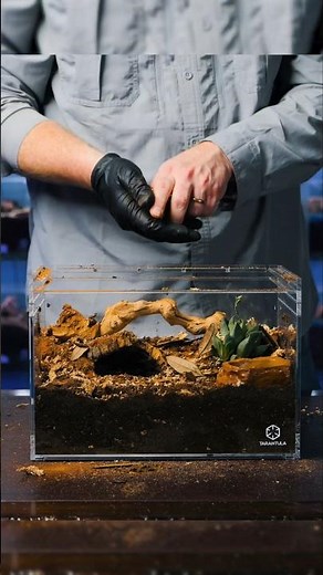 Setting up a tropical scrubland enclosure for my Curly Hair Tarantula aka Tliltocatl albopilosus