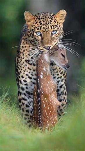 जंगल और पानी का असली बादशाह | The Ultimate Predator of Land & WaterDescription: