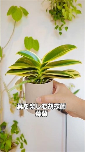 花だけじゃない胡蝶蘭