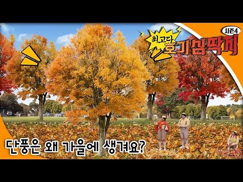 최고다! 호기심딱지 시즌 4 - 단풍은 왜 가을에 생겨요?