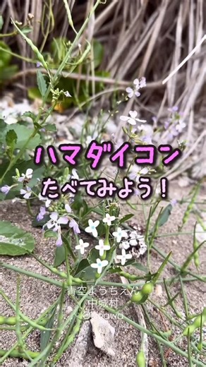 沖縄・子供・自然◆ネコのわくわく自然教室 on Instagram: "👇詳しく解説👇ハマダイコンを食べてみよう！ ハマダイコンは、沖縄の海岸に広く育っている植物で、大根の原種なんです。 原種といっても大根とほとんど変わりなく、根っこの部分は小さいですが、葉っぱやタネを美味しく食べることができます。 根っこは小さく、結構辛いですが、食べてみるのも大人の味😆 おすすめは、葉っぱとタネの炒め物。 タネはコリコリと美味しい。 今回は種だけですが、葉っぱもおすすめ。 油だけで炒めてもOK、ツナ缶と一緒に炒めると一番美味しいんです。 ぜひ、やってみてください〜！ （ゆうにー） ~~~~~~~~~~~~~~~~~~~ 沖縄の子ども達のための自然学校 #ネコのわくわく自然教室 @neco_waku 🐠２歳から親子教室 🦎たくましくなる冒険教室 🔍地球を知る自然科学教室 WEBで「ネコわく」と検索 ~~~~~~~~~~~~~~~~~~~"