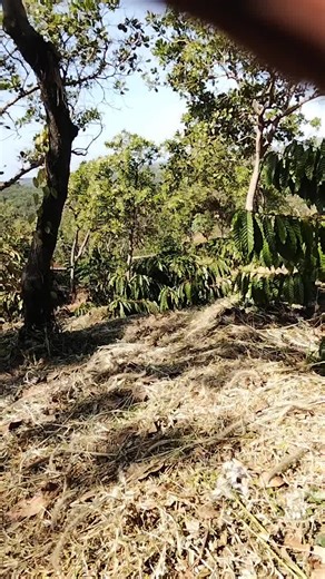 Video của Thi Lan (@thi.lan9711) với bản nhạc nhạc nền - 🌱Nhún🍓