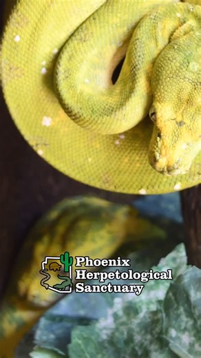 PhoenixHerpetological | These Green Tree Pythons travelled all the way from Korea! (More about there story on our YouTube) And the @exoterrausa monsoon nano was... | Instagram