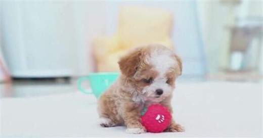 Holiday puppy scam warning after North Texas family loses hundreds of dollars