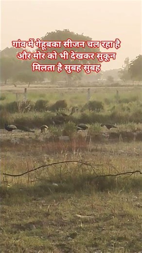 mayur morning view vlog