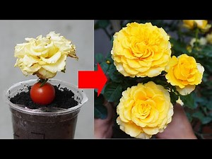 Epic Gardening: Propagate Roses From Buds In 5 Easy Steps