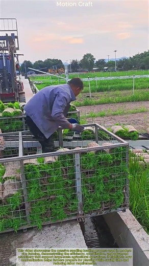 Modern Rice Farming: Massive Seedling Loading Process! 🌾