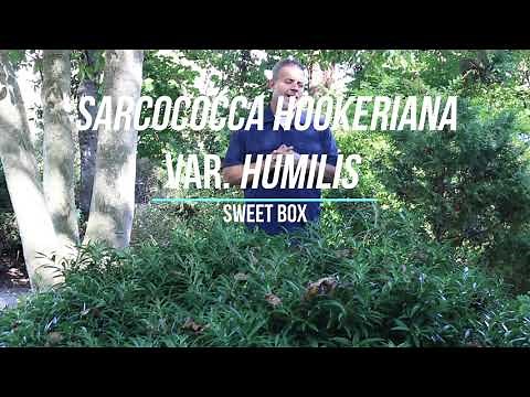 Sweet box (Sarcococca hookeriana var. humilis) - Plant Identification