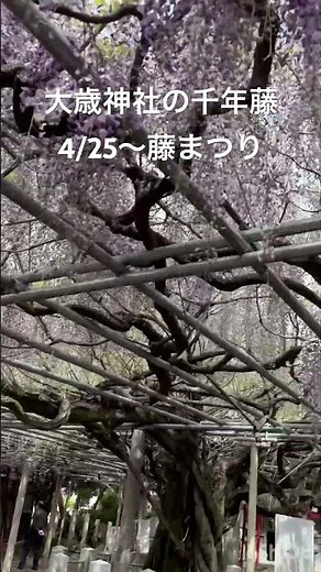 大歳神社の千年藤まつり 4/25〜 #宍粟市 #山﨑町 #藤まつり