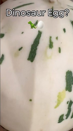 This Melon Looks Like a Dinosaur Egg 🥚🦖