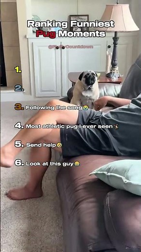 Top 6 Funniest Pug Moments!😂🐶