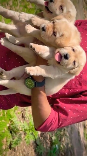 8810623046 Top quality Labrador puppy ready strong bone healthy active booking open contact now fast