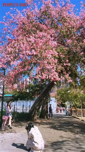 Flowers of silk-floss trees in full bloom adorn a university campus in Guangzhou, south China's Guangdong Province, attracting passersby to capture the seasonal beauty. | Beautiful China