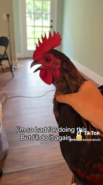 Choking a rooster while he’s crowing #chicken #funnyanimals #farmlife | chickens