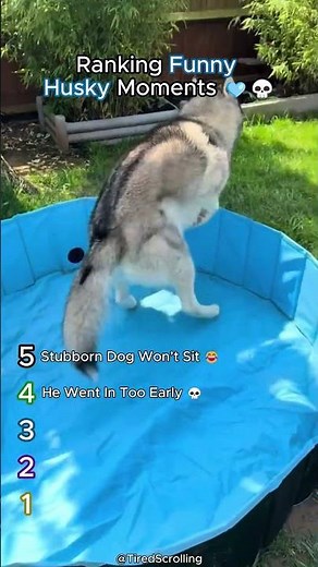 Top 5 Cute Husky Moments You’ll Watch More Than Once 💙 #dogs #funny #crazy #cute