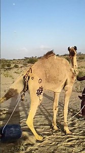 🔥🐪 جمل غاضب في الصحراء! ركل خزان الماء الممتلئ وألقاه بعيدًا 😱💥 والمالك هرب لينجو بنفسه! 🏃‍♂️🔥 ! 😲✨