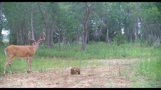 62K views · 161 reactions | This highly-palatable, easy-to-use...