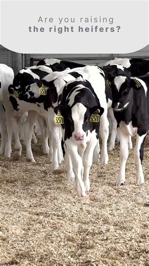 Create the right heifers! With calf prices on the rise, creating and raising the right replacements for your herd has never been more important! When it comes to making the next generation on your farm, decide your odds with Ultraplus High Purity™, the most innovative female-sorted semen in the industry! Ultraplus High Purity™ from STgenetics is the most fertile semen available with 6-7% higher gender-purity than the traditional female-sorted semen Ultraplus™. Exclusive STgenetics sires are avai