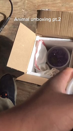 Animal unboxing pt.2#exotic #turtles #chameleon #iguana #frog #follow #fyp #moretocome #snakes #like