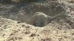 185K views · 94 shares | Drama's in nature. The poor warthog could'nt win this one. (Videographer: Unknown) | Kuiseb Delta Adventures | Facebook