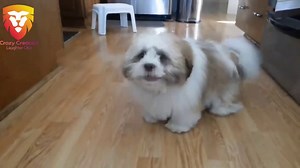 Hilarious Dogs Making Funny Noises Compilation