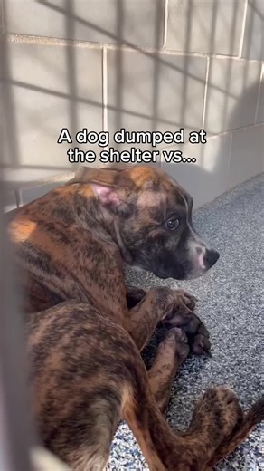 Adopting a pet can also have physical, emotional, and social benefits for owners, too! Read more about it at the link in our bio 🐾 #AdoptablePuppy #RescueDog #ShelterDog