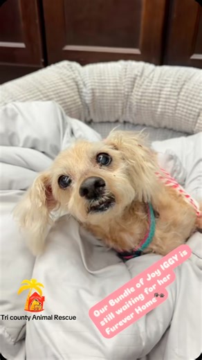 Tri-County Animal Rescue on Instagram: "Iggy is still available for adoption! We can’t believe it! She’s 10 years young but full of pep. This poodle mix love came to us after a Good Samaritan found her as a stray bald, skin scabbing, and completely malnourished. Well, we gave her a #glowup (medical care) and now she’s ready for you!!"