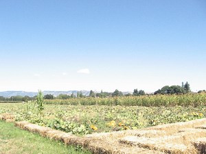 5 Pumpkin Patches To Visit With Your Family