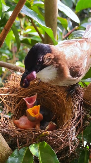 Mother Bird Brings Food to Her Chicks | Wildlife Documentary #BirdNest #BabyBirds #BirdFamily