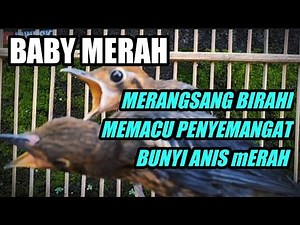 suara anis merah anakan untuk memancing semangat dan gairah anis merah #kicaumania