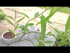 Cascading Weeping Willow Bonsai | Elegant 3-Tier Bonsai Design