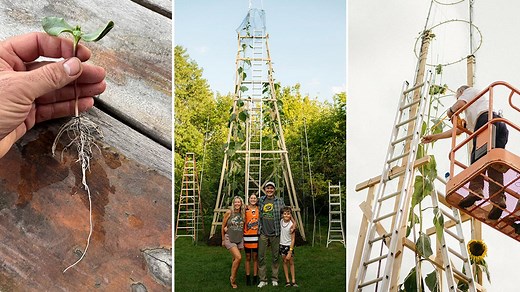 Tallest sunflower – as high as a three-storey house – topples decade-old record