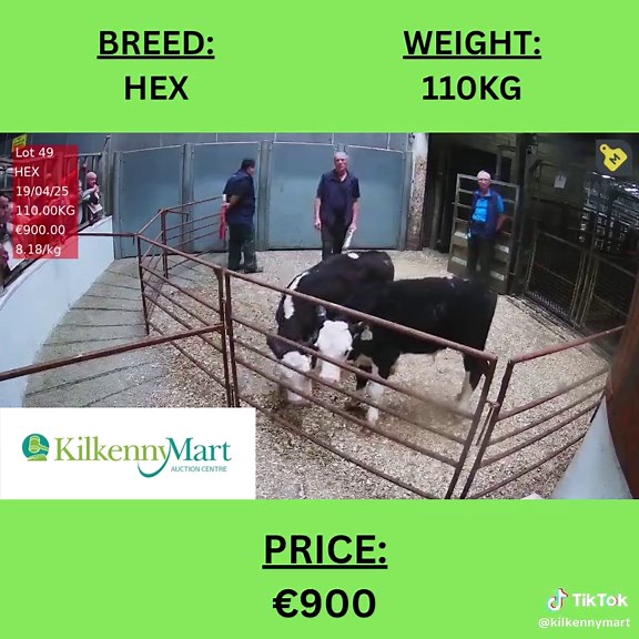 💥💥Highlights from our Calf Sale today 08.07.25 in Kilkenny Mart💥💥 #kilkenny #livestock #mart #auctioneer #fyp #martbids #farmers #calf #calfsale #calves #kilkennymart