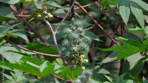 Spiny Castor Bean Seed Cluster on Ricinus Communis Plant in Natural Light. Green Castor Oil Plant Pods Developing on Branch Botanical Close Up. Castor Plant Fruit Formation Stage.