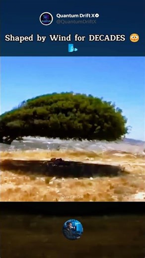 This Tree Shows What Decades of Wind Can Do 🌬️🌳 #NatureFact #TreeScience #ExtremeWeather #ViralVideo