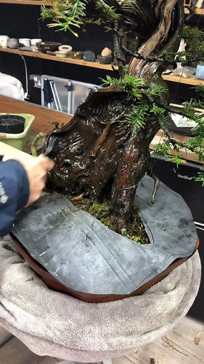 Cleaning yew deadwood, apparently it’s really hard 😂 #bonsai #bonsaitree #northernmunkibonsai #yamadori #yew | Bonsai Dave