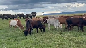 The Mara Conservancies serve as a successful conservation model where wildlife and livestock coexist through integrated land-use planning and community-driven management. In these conservancies, local communities engage in sustainable livestock farming while preserving critical habitats for wildlife, creating a win-win scenario for both. Livestock are grazed in designated areas to avoid overgrazing and depletion of resources that could affect wildlife, while wildlife corridors are protected to f