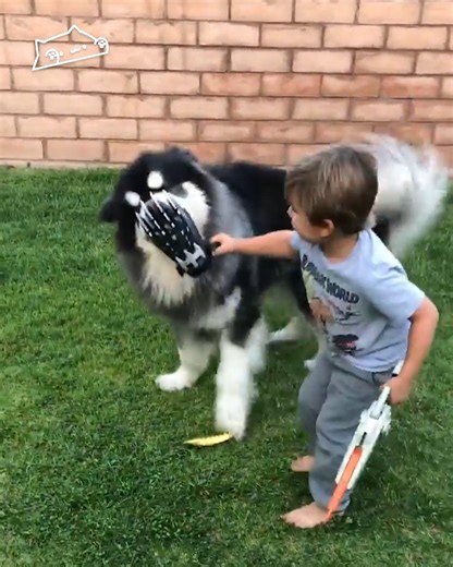 Huge dog only listens to this kid #giantdog #dogandboy #cuddlebuddies | Cuddle Buddies