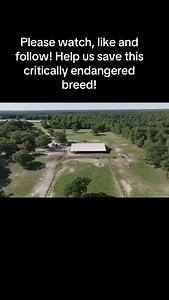 Palmetto Pride Paso Fino Farm has been breeding Pure Puerto Rican Paso Fino horses since 1988. We love to show the versatility of the PPR horse!#palmettopridepasofinofarm #pasofino #horselife #horse #gaitedhorse #horselover | Palmetto Pride Paso Fino Farm