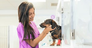 Formation auxiliaire vétérinaire et assistant vétérinaire