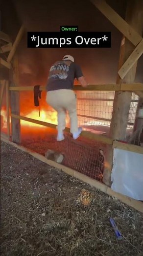 Burning Barn Owners Save Animals Before Help Arrives 🔥