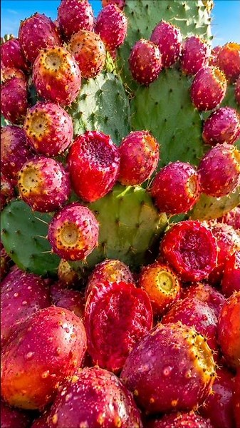 Easy and fast method to grow and propagate cactus fruit trees #garden #plant #diy