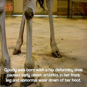 28K views · 948 reactions | Yesterday, we said goodbye to beloved...