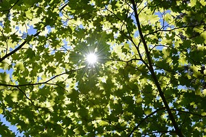 Using Aquatic Plants to Demonstrate Photosynthesis - Carolina Knowledge Center