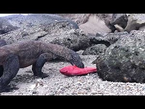 KOMODO MAKAN IKAN KERAPU PALING MAHAL ‼️