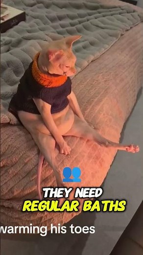 Sphynx Cats: Special Care for a Special Cat