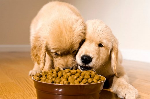Corn in Dog Food: What You Need to Know